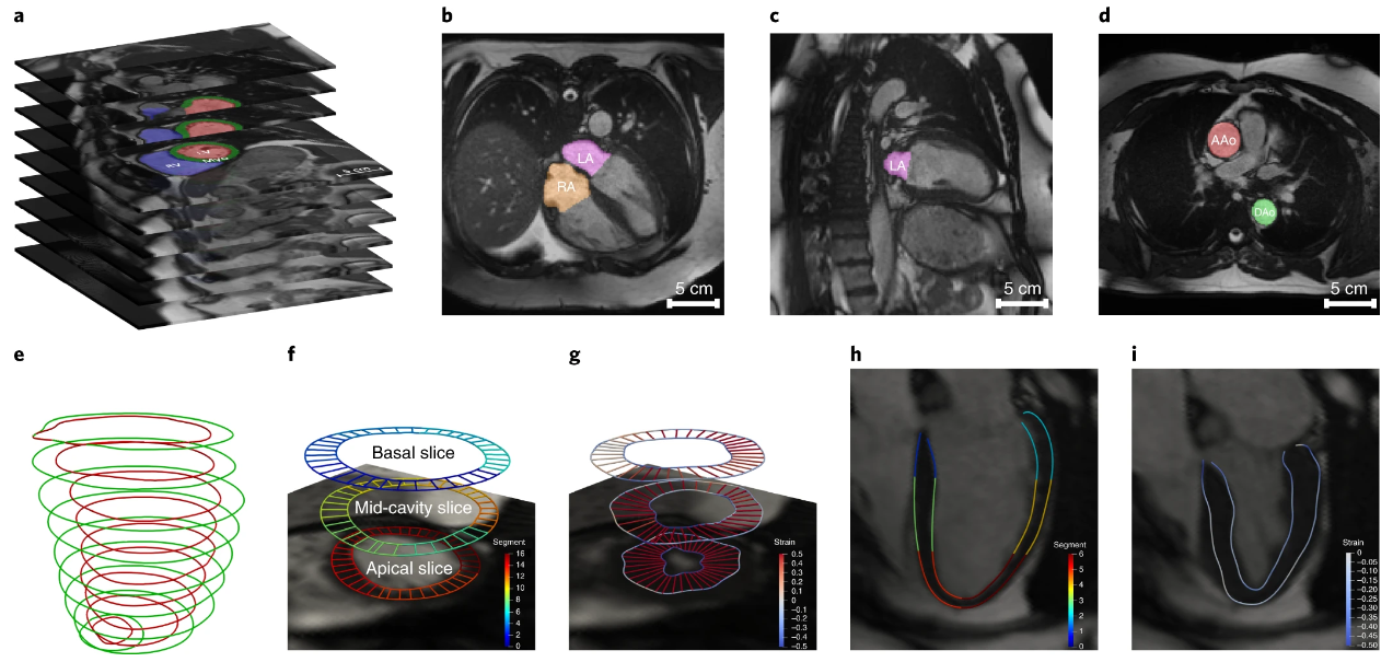 cardiac_and_aortic_imaging.png