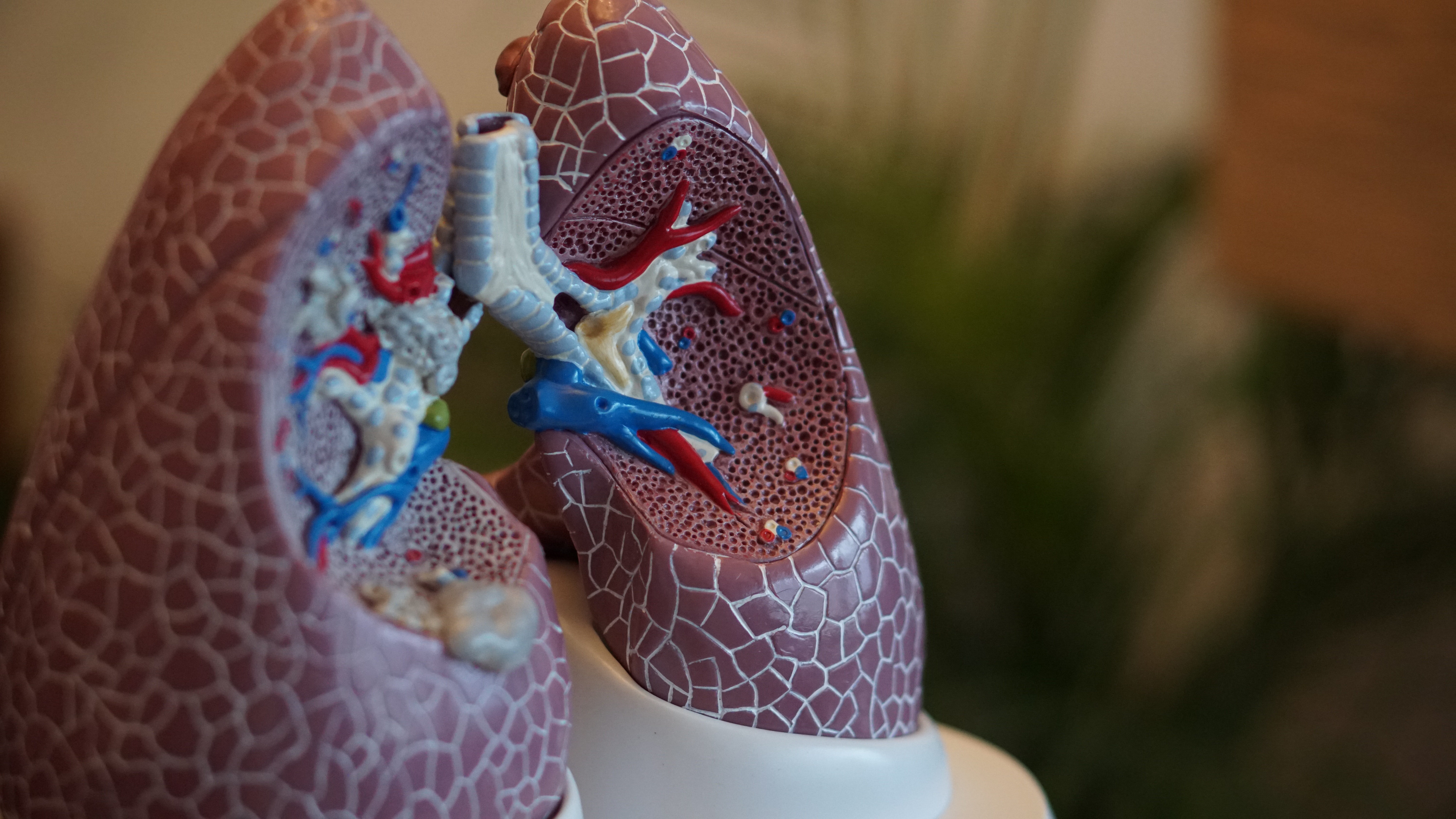 lung.jpg